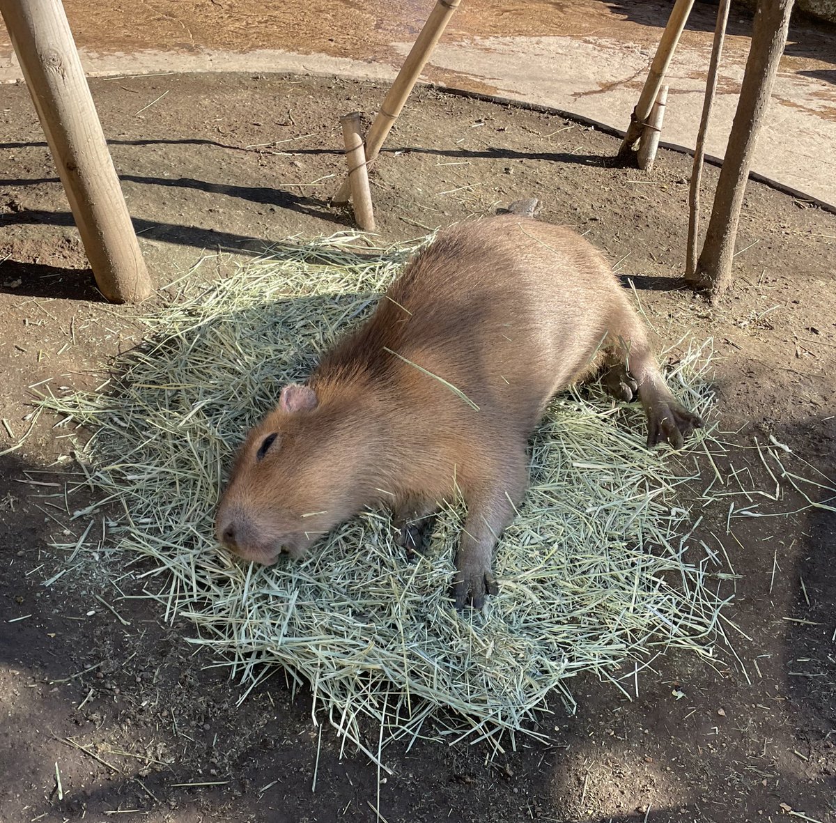 モリージョ (@capioyaji19591) / Posts / X