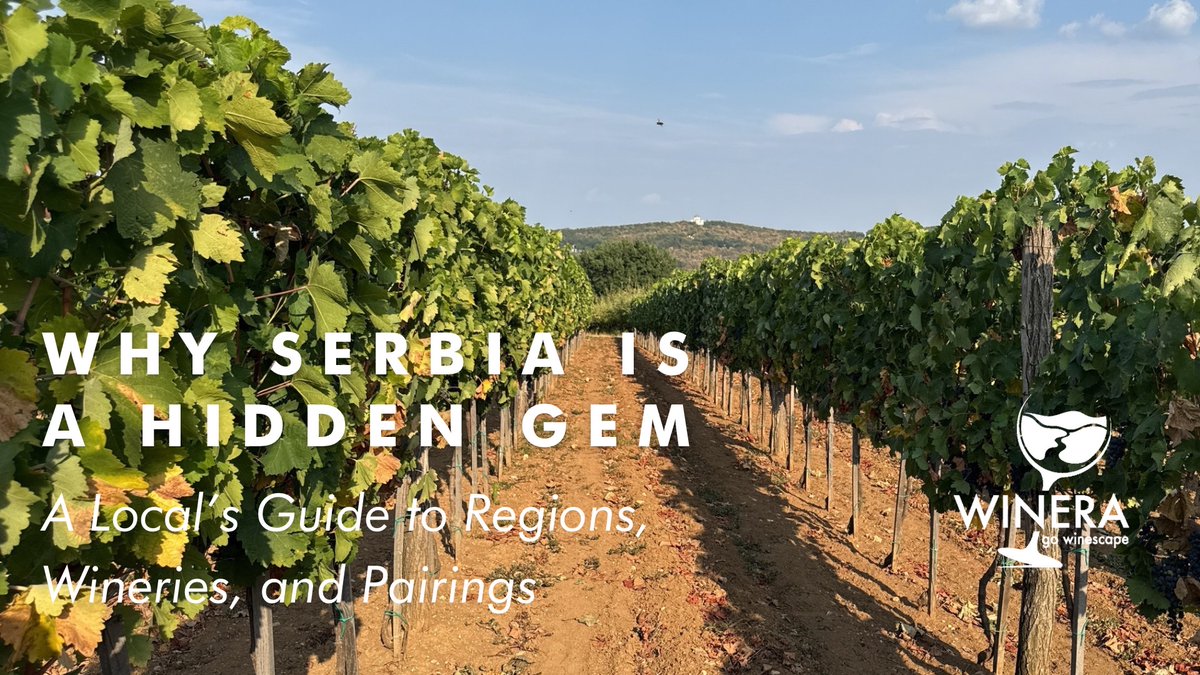 FishmongerSRB's tweet photo. Serbia boasts diverse #wine regions, each offering unique terroirs and grape varieties that thrive in its temperate continental climate! 🍾🥂🍷❤️ 
Read more: https://t.co/k0mnidtQXG
#Winera #Travellier #SerbianWine #WineTourismSerbia #Prokupac #Tamjanika #Grašac #ŠumadijaWines https://t.co/ucFKoJyvkH