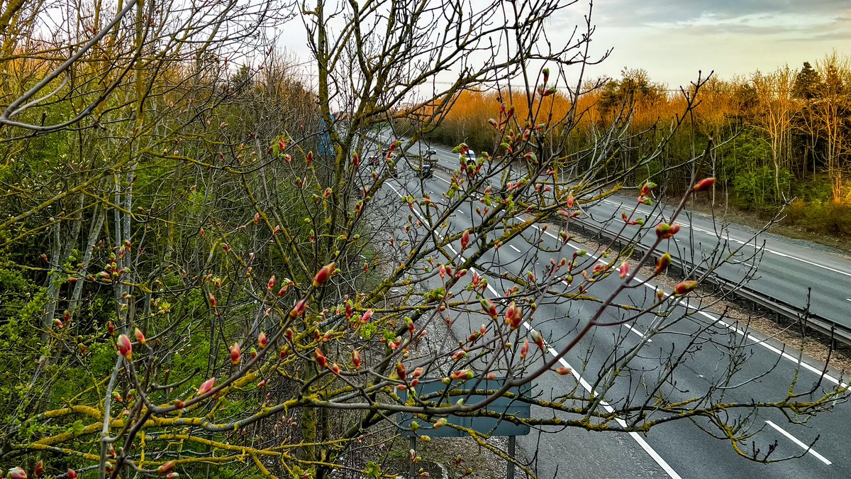 BonkersBusway's tweet photo. I was trying to take a break, but the councillor’s gaslighting couldn’t be left unchallenged. It isn’t “just” Coton Orchard that will be cut in half but also family farms across @MadingleyHill, which will be taken out of food production. Hundreds of mature trees are set to be felled along the route, including within a City Wildlife Site beside M11, and thousands of tonnes of concrete will be poured that will take 60 years just to offset. The harm to nature is far from the “short term” impact he implies. An off-road route isn’t operationally necessary, as over 50% of the journey will be on-road. For more facts, visit @CotonBusway website.