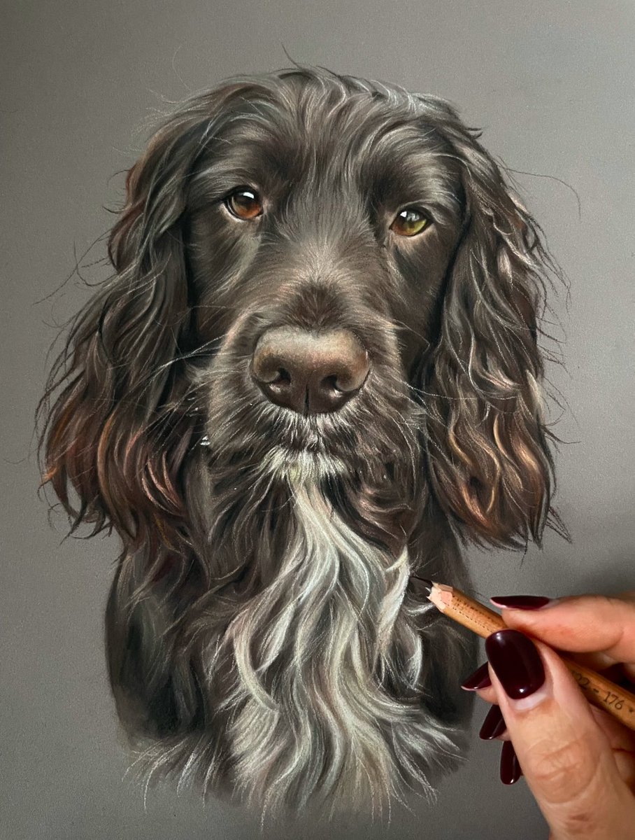 Morning all! Hope everyone had a good Christmas 🎄🎄

I can finally share some pics! 
Here we have Scooby the Spaniel , he’s got such a lovely face to draw 😍
Pastel on A3 pastel board 

#pastelpainting #portraitart #art #drawing