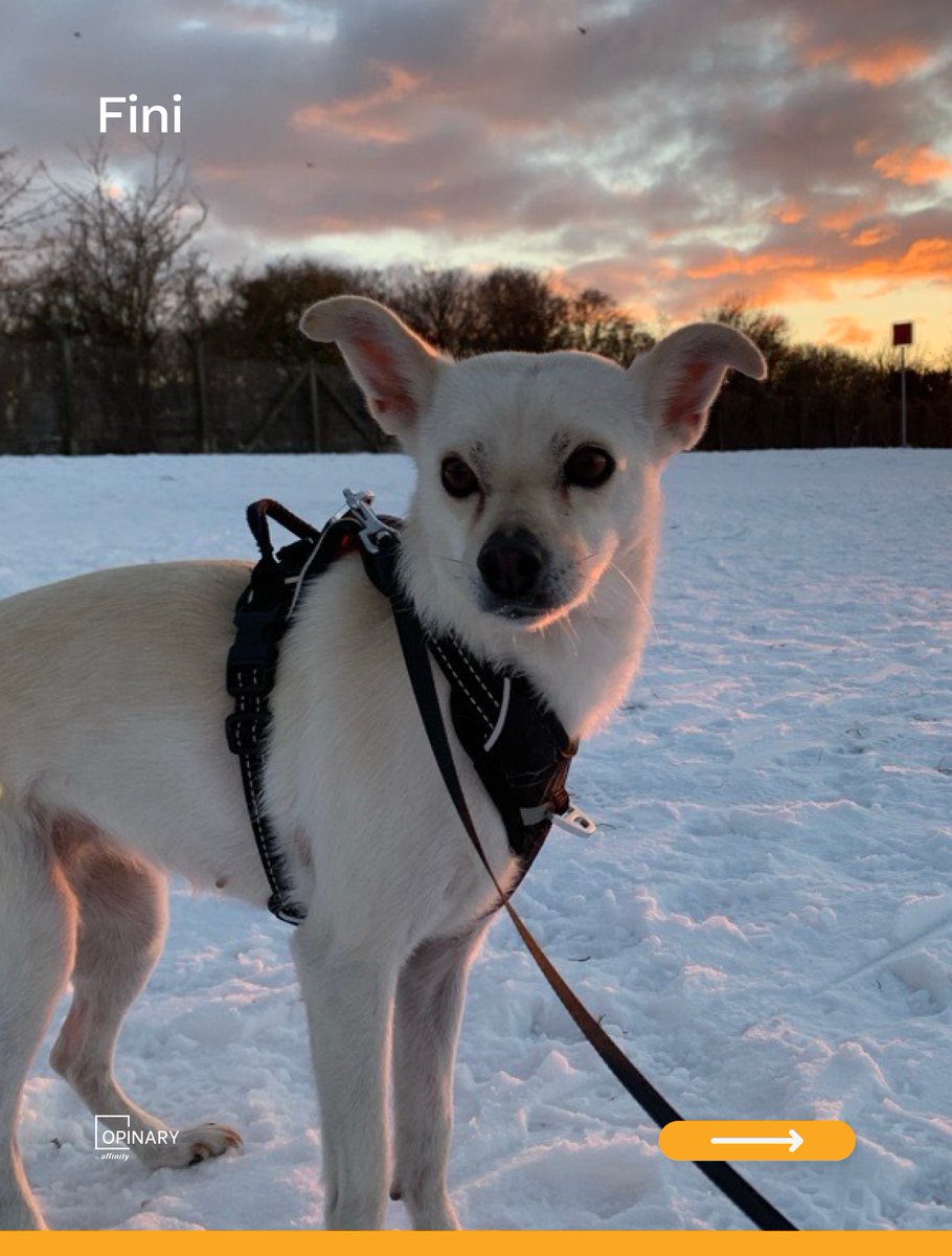 OpinaryDE tweet media