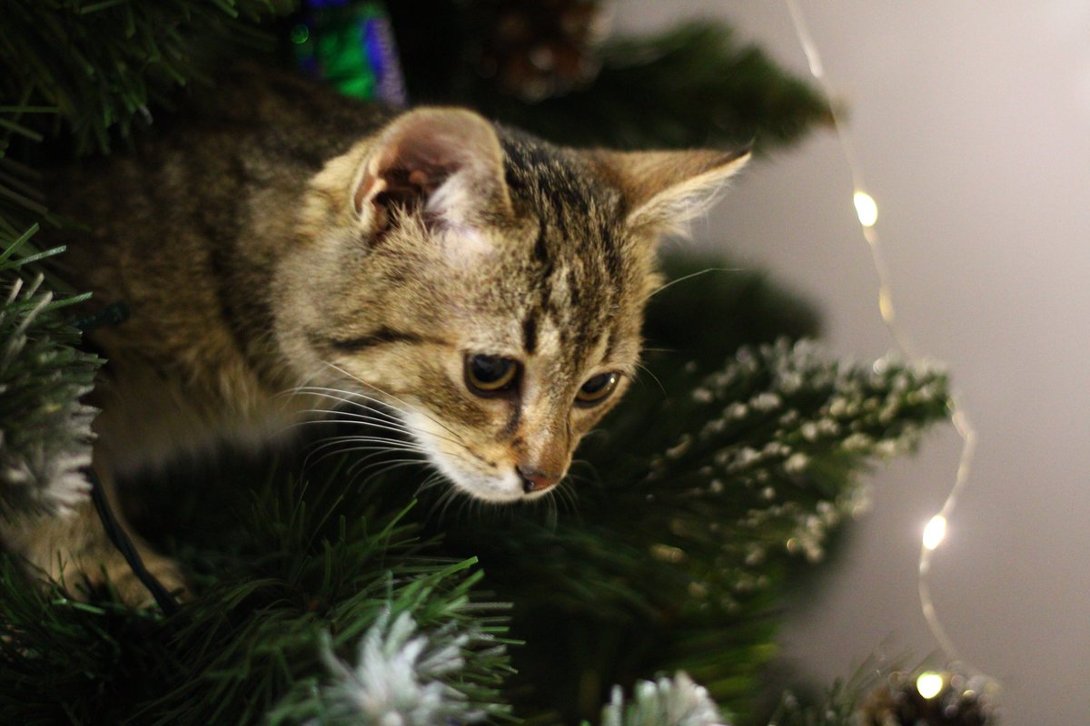 Kiedy tuż za rogiem spotykasz bezdomność i cierpienie cały czar pryska... 💔

Proszę, w ten grudniowy, wyjątkowy czas, bądź dla nich gwiazdką, która niesie nadzieję. POMÓŻ ODMIENIĆ ICH LOS 🙏
ratujemyzwierzaki.pl/gwiazdka-felin…