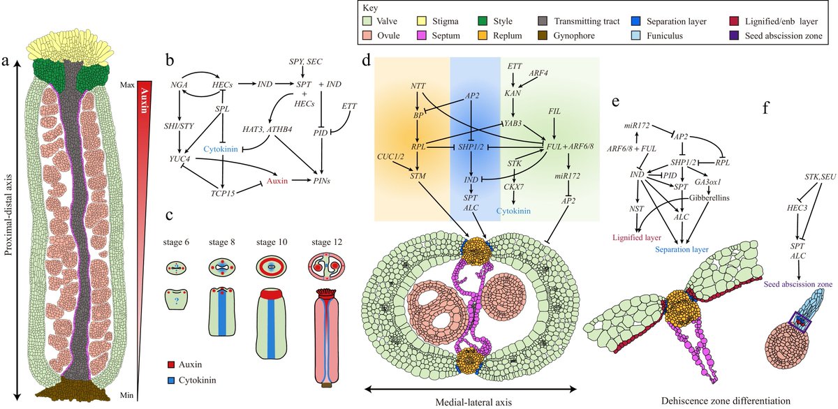 MaximumAcademic's tweet image. #SeedBio 

Advancements in Arabidopsis fruit development reveal gene networks and hormone crosstalk crucial for tissue differentiation, opening doors to further research.

@PlantSciRes #FruitDevelopment #Arabidopsis #PlantGenetics

Details: maxapress.com/article/doi/10…