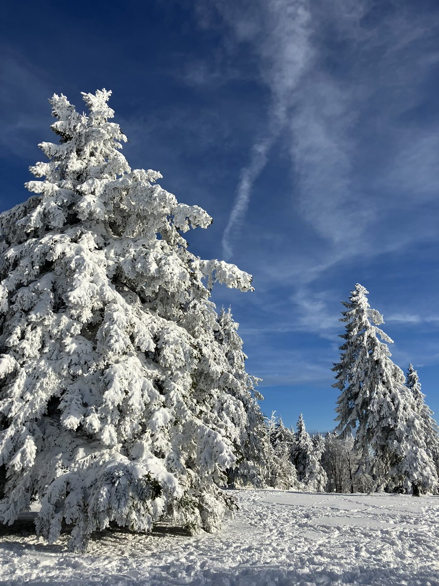 Georg Buchholz tweet media