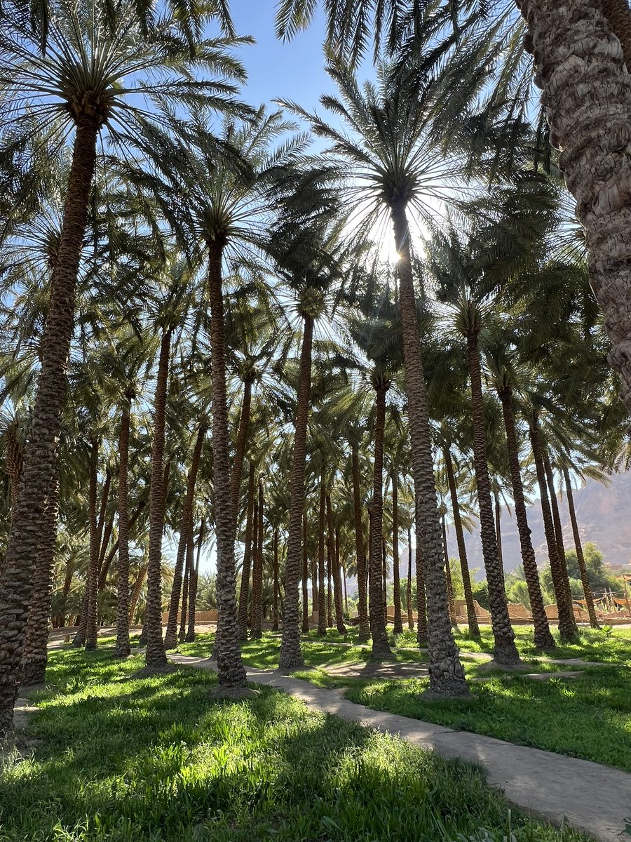 IReeeX's tweet photo. العُلا 🐪🌴 https://t.co/Bvv8zW6yoA