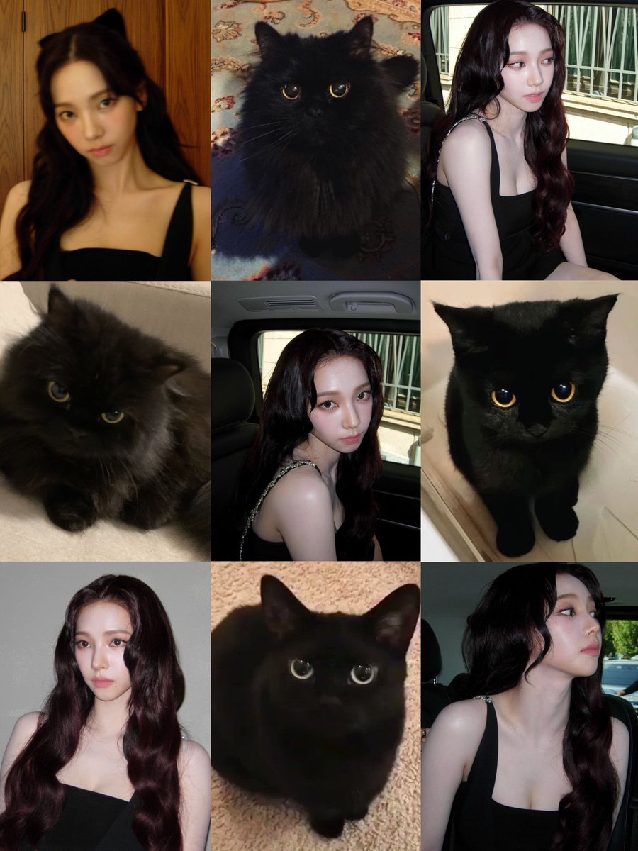 white cat🐱🤍                         black cat🐱🖤
