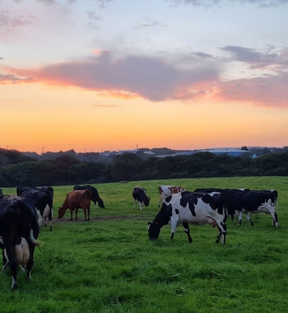 Je kumtoa nje Ng'ombe wa Maziwa (Zero grazed dairy cattle) kunasaidia Nini?

Stress - msongo - kupunguza msongo

Msongo wa kufungiwa

Mtoe mara moja moja.

Zingatia

1. Kupandana holela
2. Asiende mbali kukwepa wizi
3. Asichanganyike na ng'ombe wa wengine (kupe &amp; magonjwa yake)