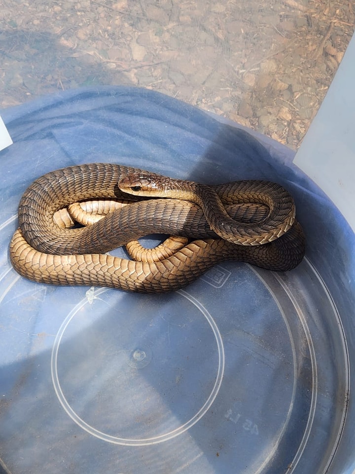 Arrive Alive (@_arrivealive) on Twitter photo Snakebite Safety on Holiday: How to Stay Safe and Respond Effectively tinyurl.com/267cfx5v #ArriveAlive #Snakes #SnakeBites <a href="/AccessPD1/">Access Professional Development</a> <a href="/LevtradeZA/">LevtradeZA</a> <a href="/Oudtmun/">Oudtshoorn Municipality</a> Snakebite Safety on Holiday: How to Stay Safe and Respond Effectively tinyurl.com/267cfx5v #ArriveAlive #Snakes #SnakeBites <a href="/AccessPD1/">Access Professional Development</a> <a href="/LevtradeZA/">LevtradeZA</a> <a href="/Oudtmun/">Oudtshoorn Municipality</a>