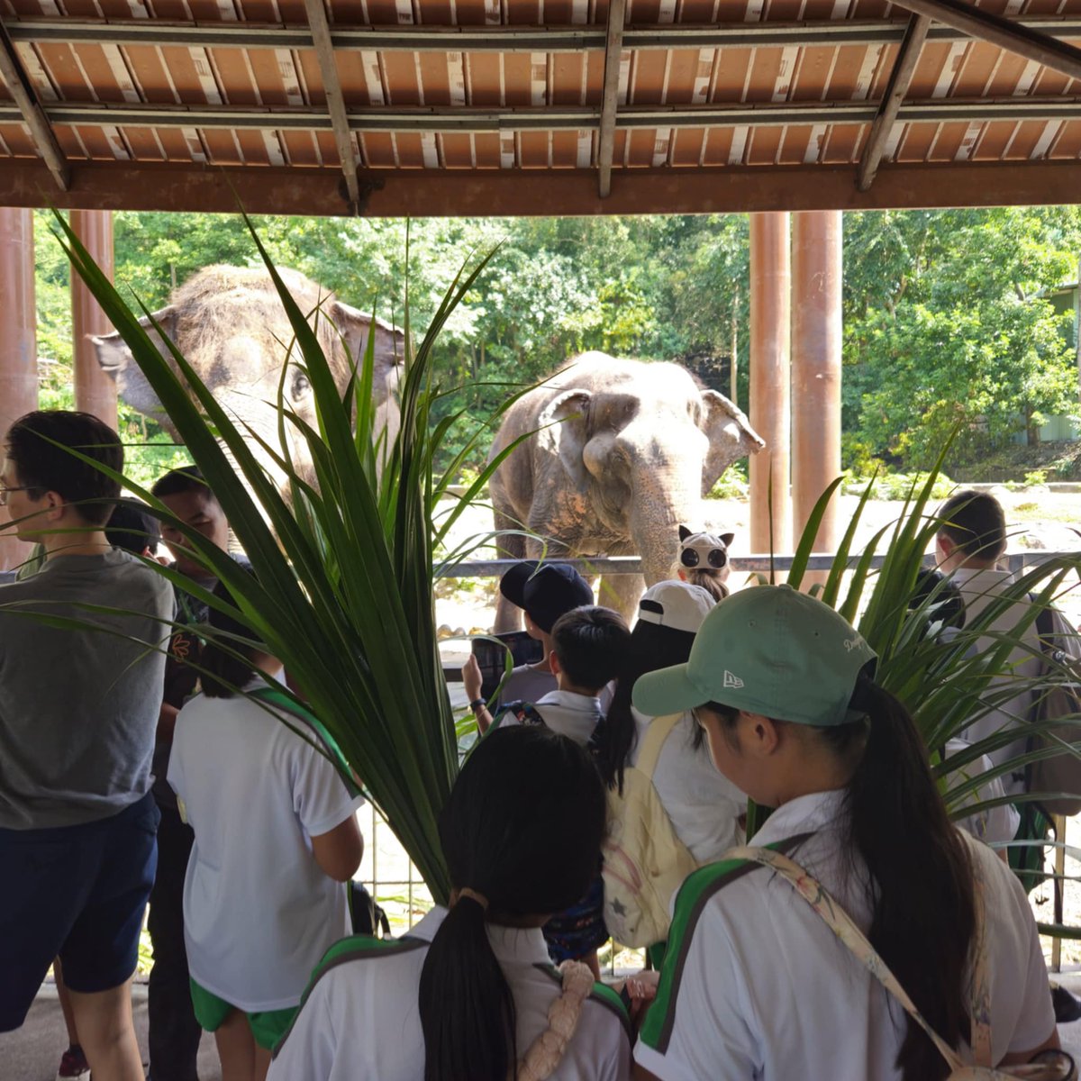 versoschool's tweet photo. The C5-6 learners’  visit to Khao Kheow Open Zoo saw them exploring conservation, observing animal welfare, and collecting data for their LeLab. Highlights included seeing Moo Deng, the pygmy hippo, and gaining insights into endangered species. 🦒🐘🌱 https://t.co/g0FZ7WXY8t