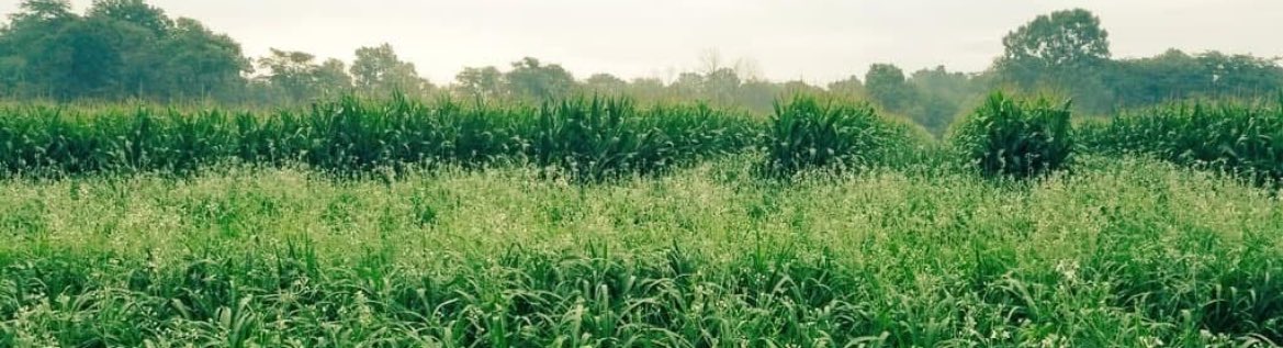 jasonmauck1's tweet photo. If you thought in an intensive cash crop/cover/grazing system with a tool like this...

Start with cattle once a year graze pass...then 2 ... once in spring /" fall
Then StockCroppers

Design a 16 modular juice box for in season liquid manure application 

Trailer fills, each box seals, and can be handled like hay