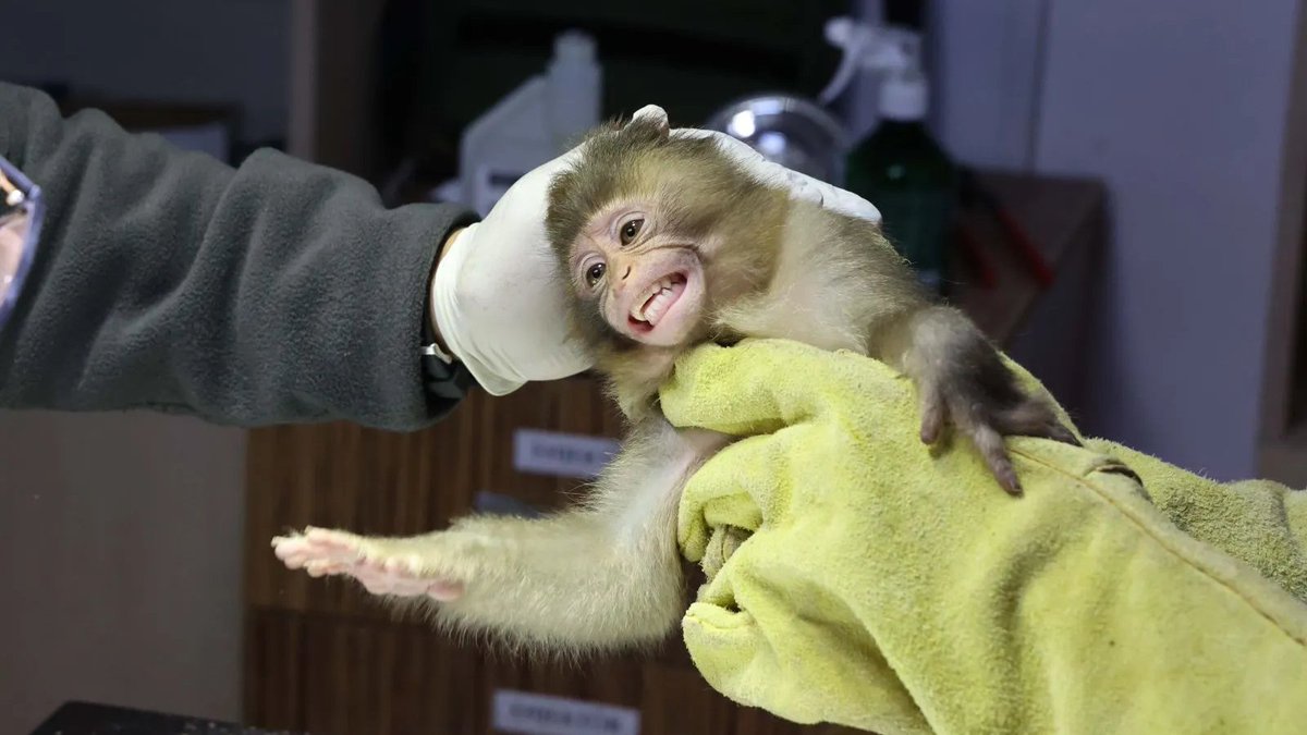 Antalya'da otobüs terminalinde yakalanan yavru maymun 15 gün rehabilitasyona alınacak.