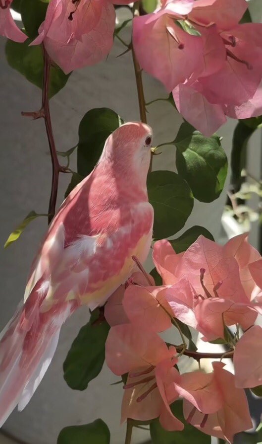 ContextBirds's tweet photo. 🌸 https://t.co/NhDoBUDij0
