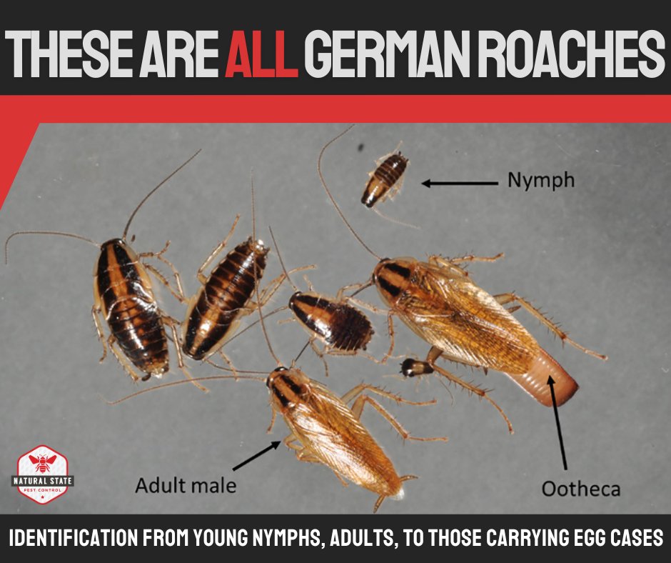 Meet the family! 🪳 Who knew German cockroaches could come in so many shapes and sizes? 😂 (image by changlu wang)