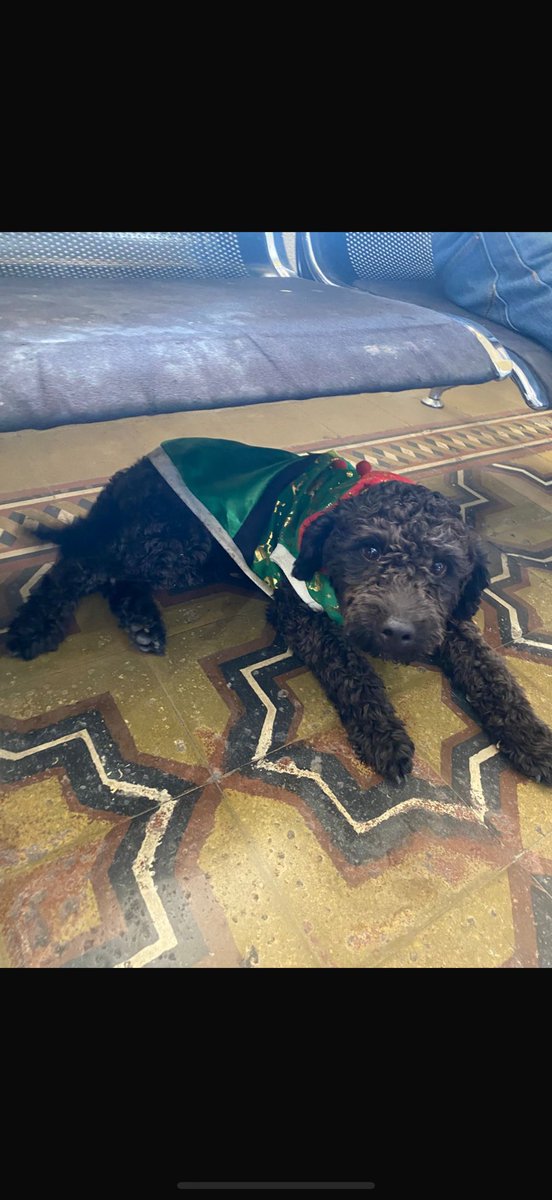 Perrito perdido, está en la entrada del hospital salvador (av salvador, providencia) está con una capita de navidad y collar rojo. Se nota que es de casa. Ayuden a difundir porfa 🥹🙏 RT!! #providencia