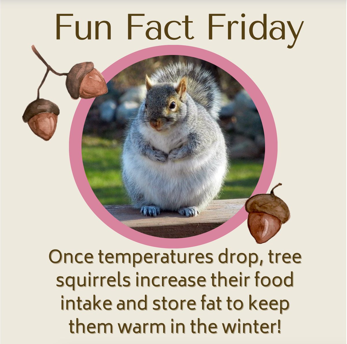 Have you noticed that the squirrels are looking extra fluffy now that it’s cold outside? That’s because they’re eating more and storing more fat on their bodies so they can stay warm during the winter!
(Source: Colorado State University)
(Photo Credit: Pinterest)#AnimalBehavior