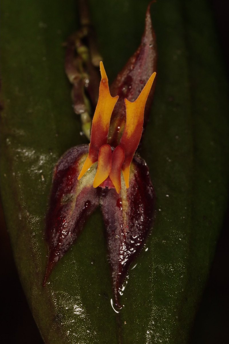 LatinOrchidBot's tweet image. Muy feliz de compartir un super reportaje del gran @SergioSilva03 @elespectador sobre un descubrimiento increíble que hicimos en #Colombia: un nuevo reporte (en casi 150 años) de una #orquidea que produce flores de dos especies bien distintas en una misma planta! 🧐😲🤓 1/🧵