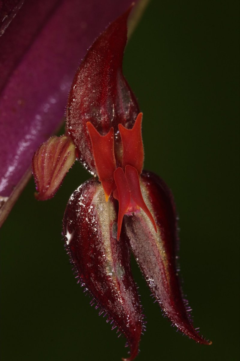 LatinOrchidBot's tweet image. Muy feliz de compartir un super reportaje del gran @SergioSilva03 @elespectador sobre un descubrimiento increíble que hicimos en #Colombia: un nuevo reporte (en casi 150 años) de una #orquidea que produce flores de dos especies bien distintas en una misma planta! 🧐😲🤓 1/🧵