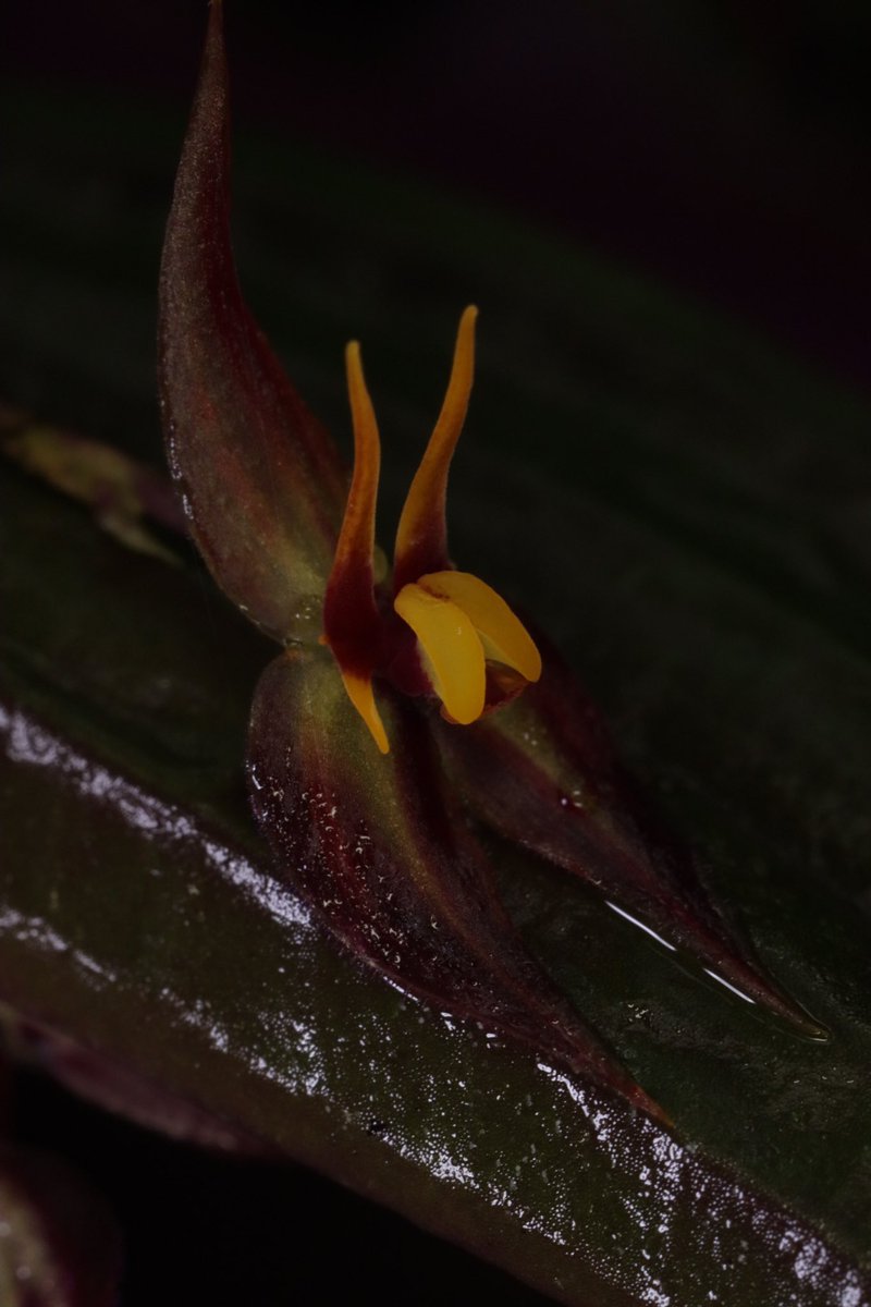 LatinOrchidBot's tweet image. Muy feliz de compartir un super reportaje del gran @SergioSilva03 @elespectador sobre un descubrimiento increíble que hicimos en #Colombia: un nuevo reporte (en casi 150 años) de una #orquidea que produce flores de dos especies bien distintas en una misma planta! 🧐😲🤓 1/🧵