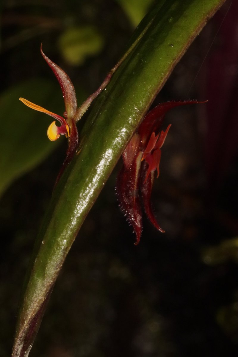 LatinOrchidBot's tweet image. Muy feliz de compartir un super reportaje del gran @SergioSilva03 @elespectador sobre un descubrimiento increíble que hicimos en #Colombia: un nuevo reporte (en casi 150 años) de una #orquidea que produce flores de dos especies bien distintas en una misma planta! 🧐😲🤓 1/🧵