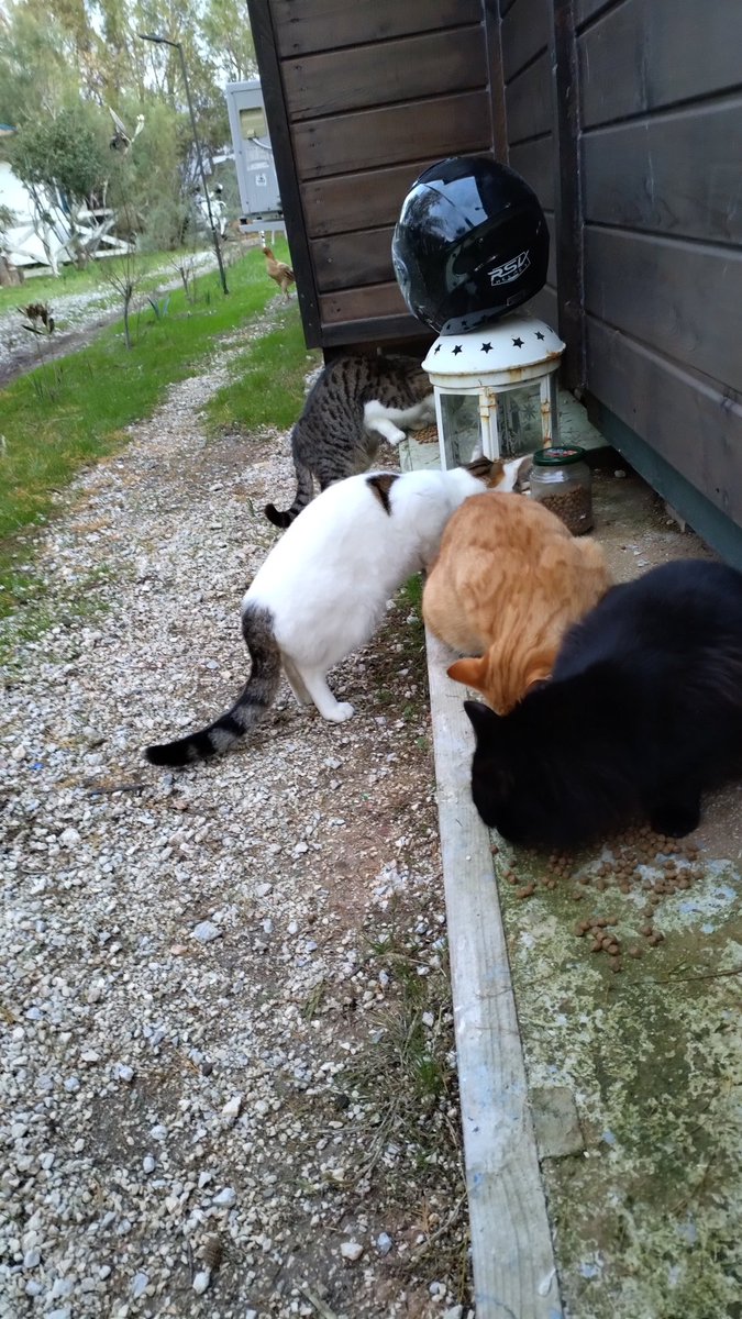 Yemek saati.😸😸