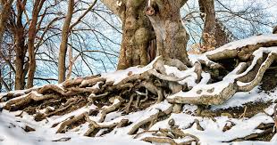 Doug Oster (@dougoster1) on Twitter photo Today's episode of the Talking Trees podcast for <a href="/DaveyTree/">Davey Tree Expert Co</a> explores what happens to trees when their roots freeze and how to avoid serious issues during the coldest part of winter.
Listen and subscribe here- …kingtreeswithdaveytree.buzzsprout.com Today's episode of the Talking Trees podcast for <a href="/DaveyTree/">Davey Tree Expert Co</a> explores what happens to trees when their roots freeze and how to avoid serious issues during the coldest part of winter.
Listen and subscribe here- …kingtreeswithdaveytree.buzzsprout.com