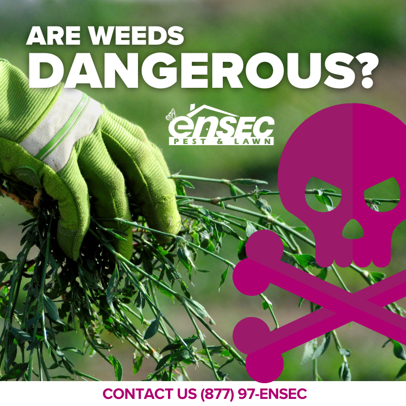 EnSecPest's tweet photo. While weeds might not pose a direct threat to you or your pets, they can ruin the appearance of your lawn and steal nutrients from your grass. Plus, their flowers can attract stinging insects!
#WeedControl #LawnHealth #EnSec https://t.co/HauEe9MoHP