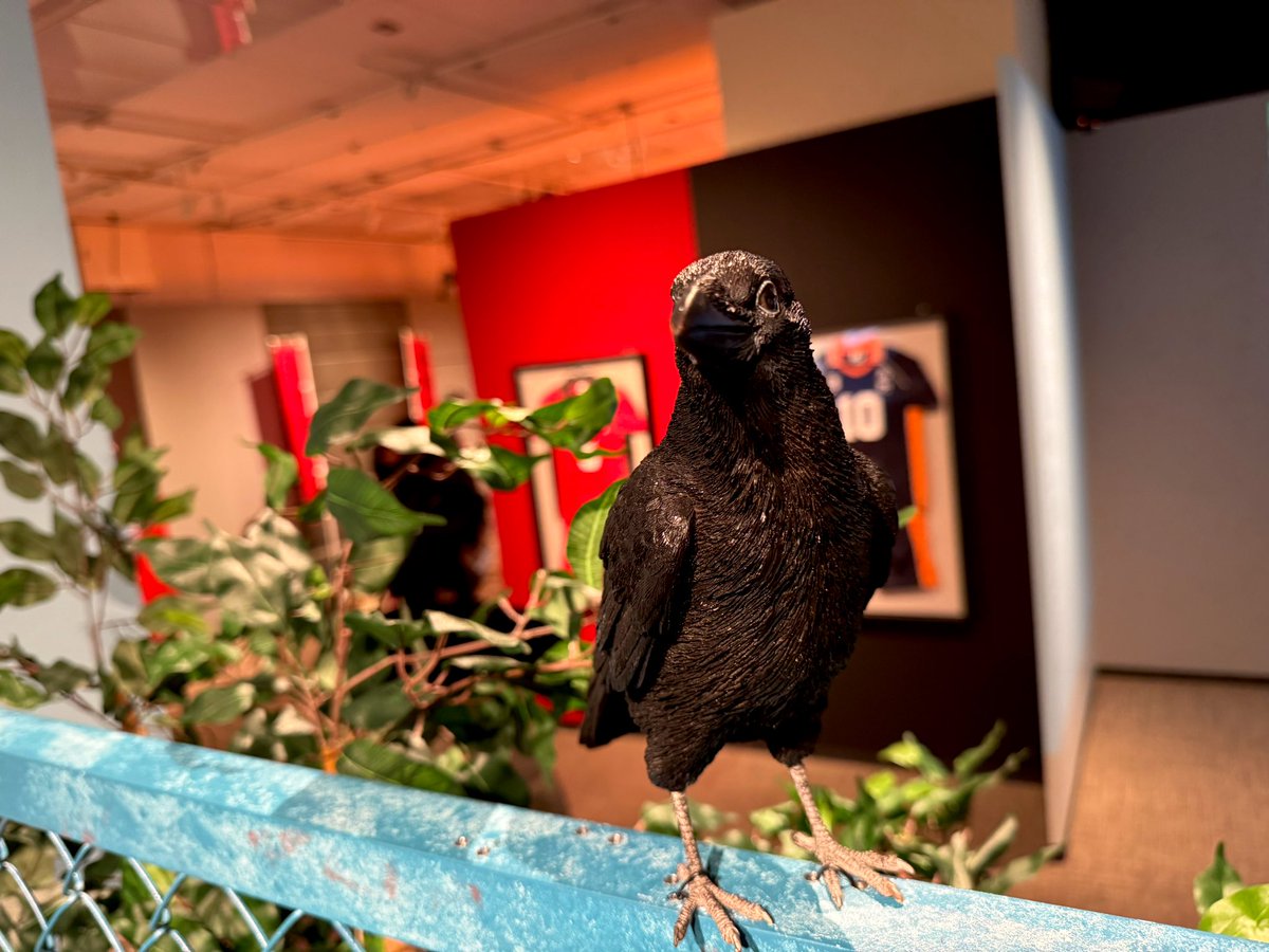 🐱🐦‍⬛