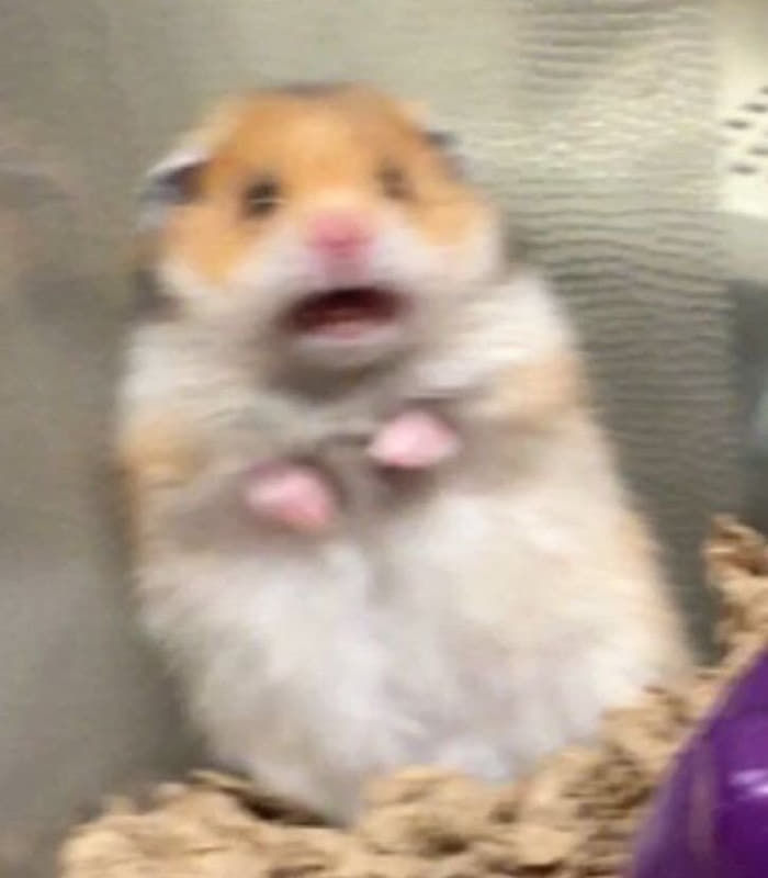 지구 멸망 전에 유튜브 채널 운영하는 이해리를 볼거라고는 상상조차 해본 적이 없는데?????????
이게 무슨 일이여