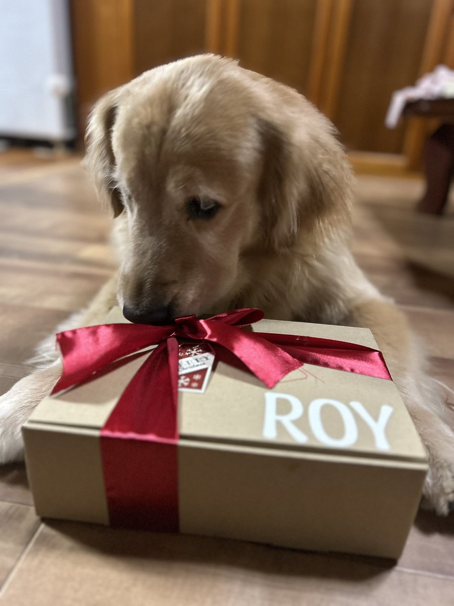 golden0909roy's tweet photo. サンタさんきてたよ♡

#ゴールデンレトリバー
#クリスマスプレゼント https://t.co/EppvWQksLk