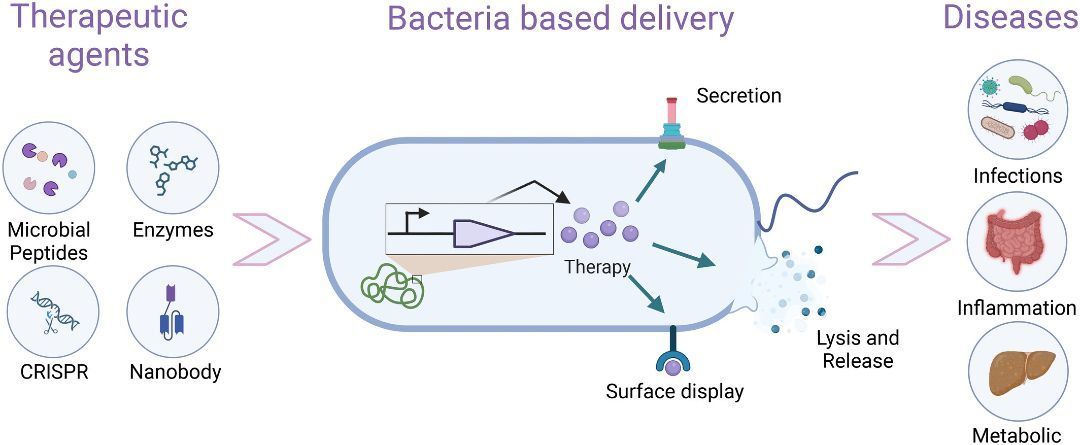 Microbial Biotechnology (MBT) (@microbialbiote1) on Twitter photo Smart microbes are rapidly emerging as potential therapeutic interventions. Srivastava and Lesser in MBT discuss the potential of engineered bacteria for ensuring healthy lives and promoting well-being for all ages, aligning with UN SDG 3. Read: doi.org/10.1111/1751-7… Smart microbes are rapidly emerging as potential therapeutic interventions. Srivastava and Lesser in MBT discuss the potential of engineered bacteria for ensuring healthy lives and promoting well-being for all ages, aligning with UN SDG 3. Read: doi.org/10.1111/1751-7…