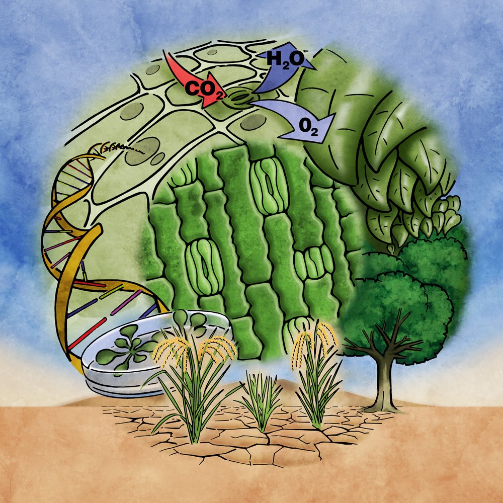 The recorded talks from the 46th New Phytologist Symposium: Stomata #46NPS are available to watch on demand!

Check them out on our <a href="/cassyniapp/">Cassyni</a> channel:
cassyni.com/s/newphyt2024

Our New Phytologist call for papers on stomata is open until 14 February 2025: newphytologist.org/news/view/353
