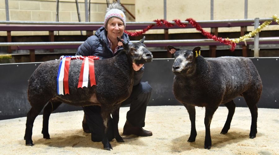 FarmersGuide's tweet image. Elaine &amp;amp; Issy Hartley, of the Pendle flock, stood both champion and reserve with twin March 2024-born pedigree Blue Texel lambs at CCM Skipton’s 5th annual Blue Diamonds show and sale

farmersguide.co.uk/livestock/shee…

#BlueTexels #lambs #Skipton #sheep #LivestockAuctions #LivestockSales