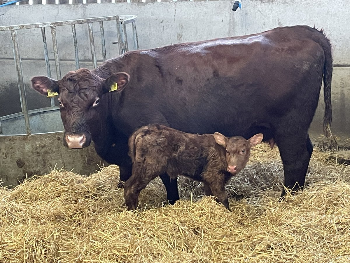 Jan Walton (Deva Durocs) tweet media