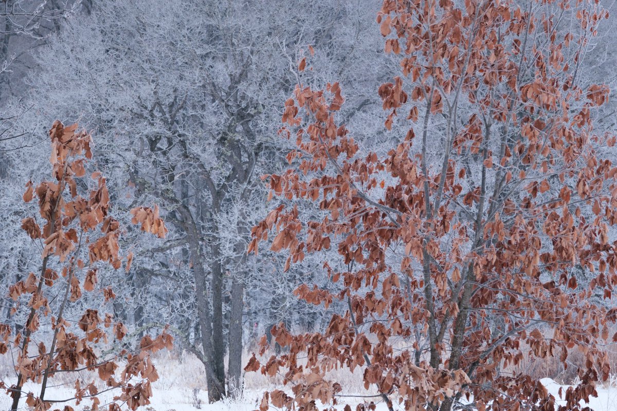 n__syk's tweet image. #2024年自分が選ぶ今年の4枚

今年は初めて写真展に参加して
トークショーもやらせていただくなど
沢山の経験ができた非常に濃い1年でした🔥

撮影頻度は少なかったから来年は
もっともっと撮影に行きたい📷

#東京カメラ部　#北海道