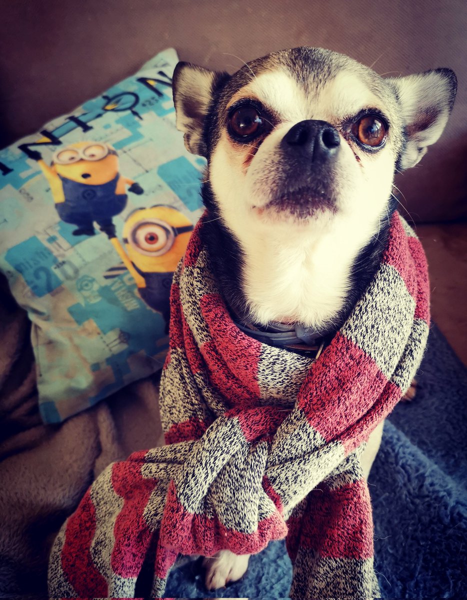 breizh74's tweet photo. @AlabedBana Merry Christmas too! 🎉🐶🎄🎅 https://t.co/FMtCLVtLY6