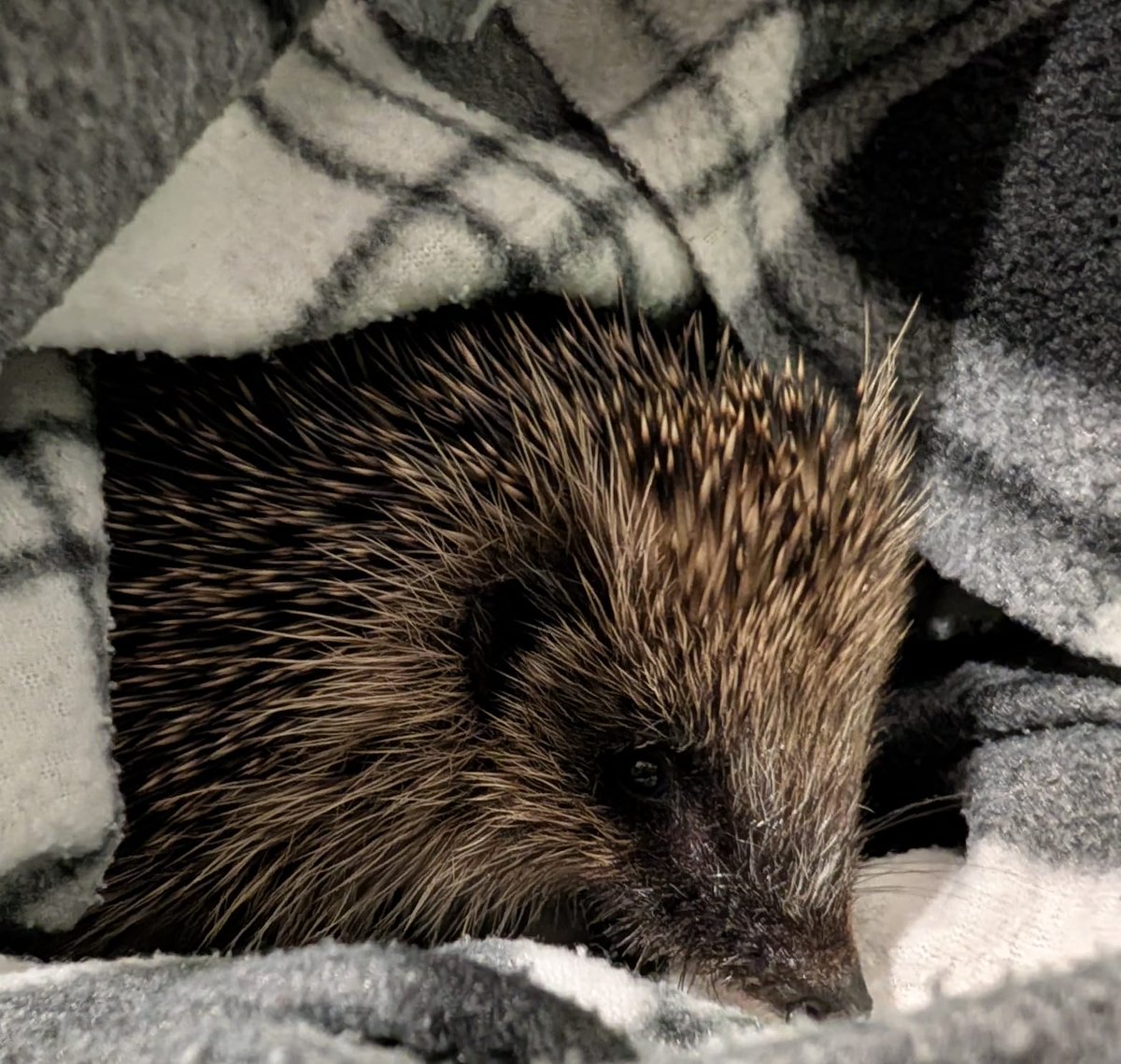 CaerphillyHog's tweet photo. Little Pickle came to us on 10/12. Unfortunately, she was found being kicked by youths in a local skate park (Blackwood). She was understandably terrified &amp; in shock when she came to us.  Pain relief &amp; fluids eased her distress. ❤️🦔
#Hedgehog  #rescue #WildlifeConservation https://t.co/z2mUyXMhP5