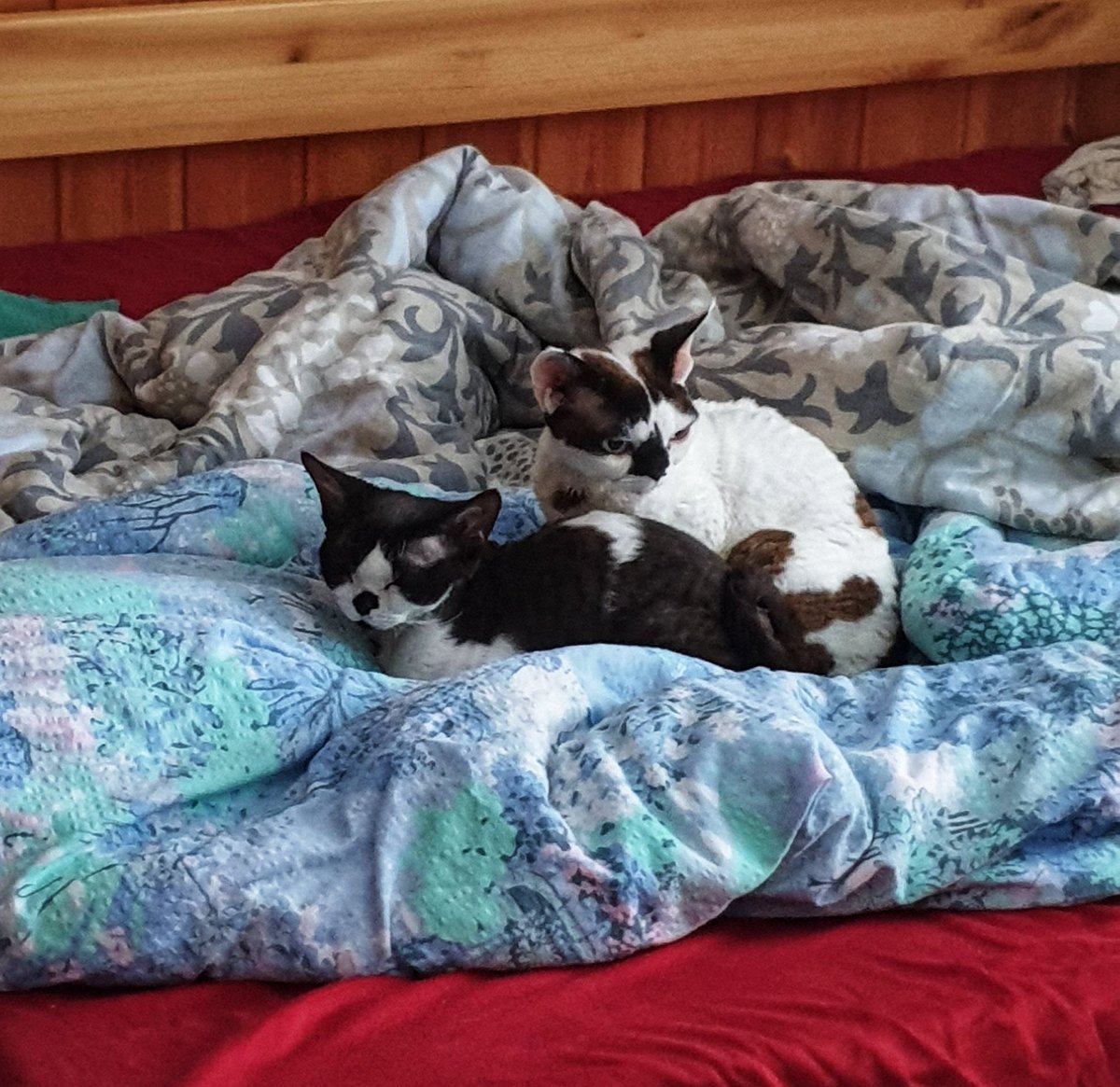 VeganBigBro's tweet image. Happiness is...
#Cats #DevonRex