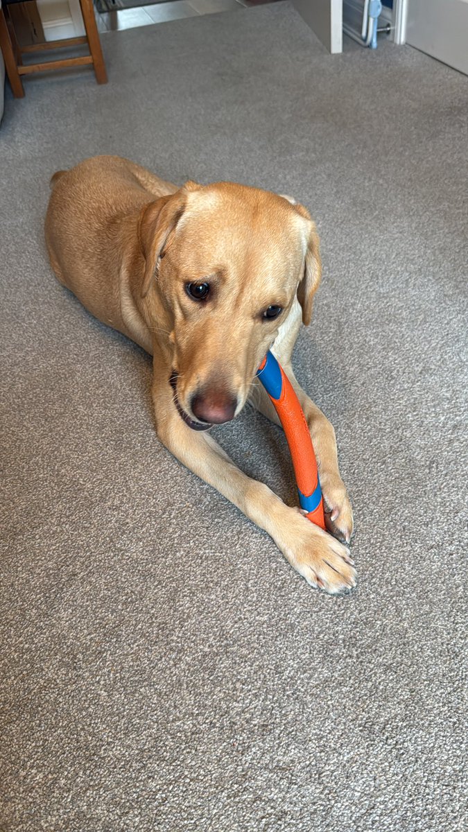 Finally found some indestructible toys for my lab. We done <a href="/ChuckitUK/">Chuckit</a>