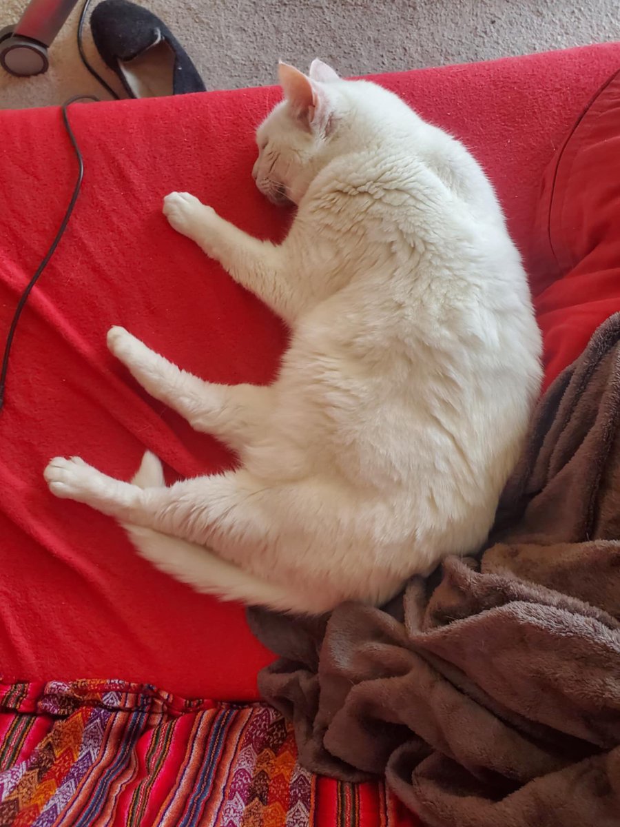 ClaraJb5's tweet photo. @Me_Marinou Ben non, ça c’est mon chat https://t.co/DRtzy9CD7y