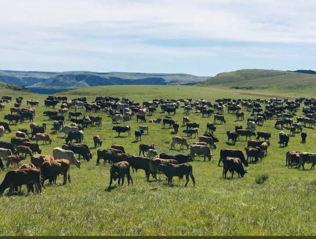 Savheya veFashion tweet media