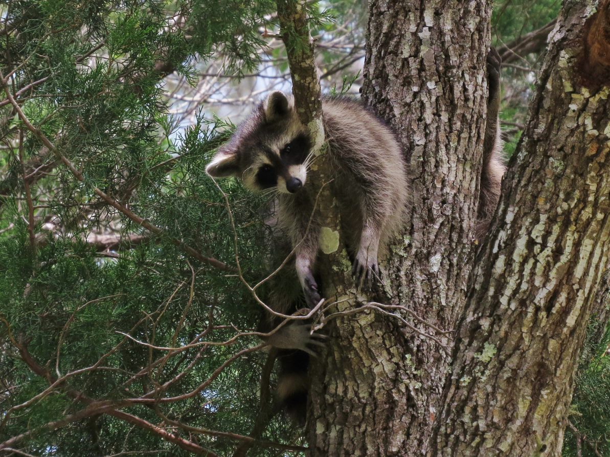 🌀The Void Raccoon is back to welcome you to the week between Christmas &amp; New Year’s🌀

This is a week lost in time. You eat cookies &amp; cheese for breakfast. You exist in your fuzziest clothing, sleeping at odd hours of the day. Where is your motivation? Can't be found.

📸USFWS