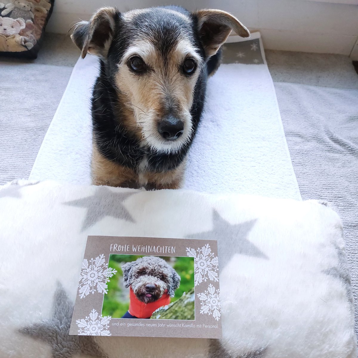 Lieber Kamillo <a href="/Kamillo_Lagotto/">Kamillo Folletti di Tartufo</a> 
Von ganzem Herzen ❤️ bedanken wir uns beide bei Euch allen, für die besinnlichen Texte und die tolle Karte❣️🥰🥰✨️⭐️✨️