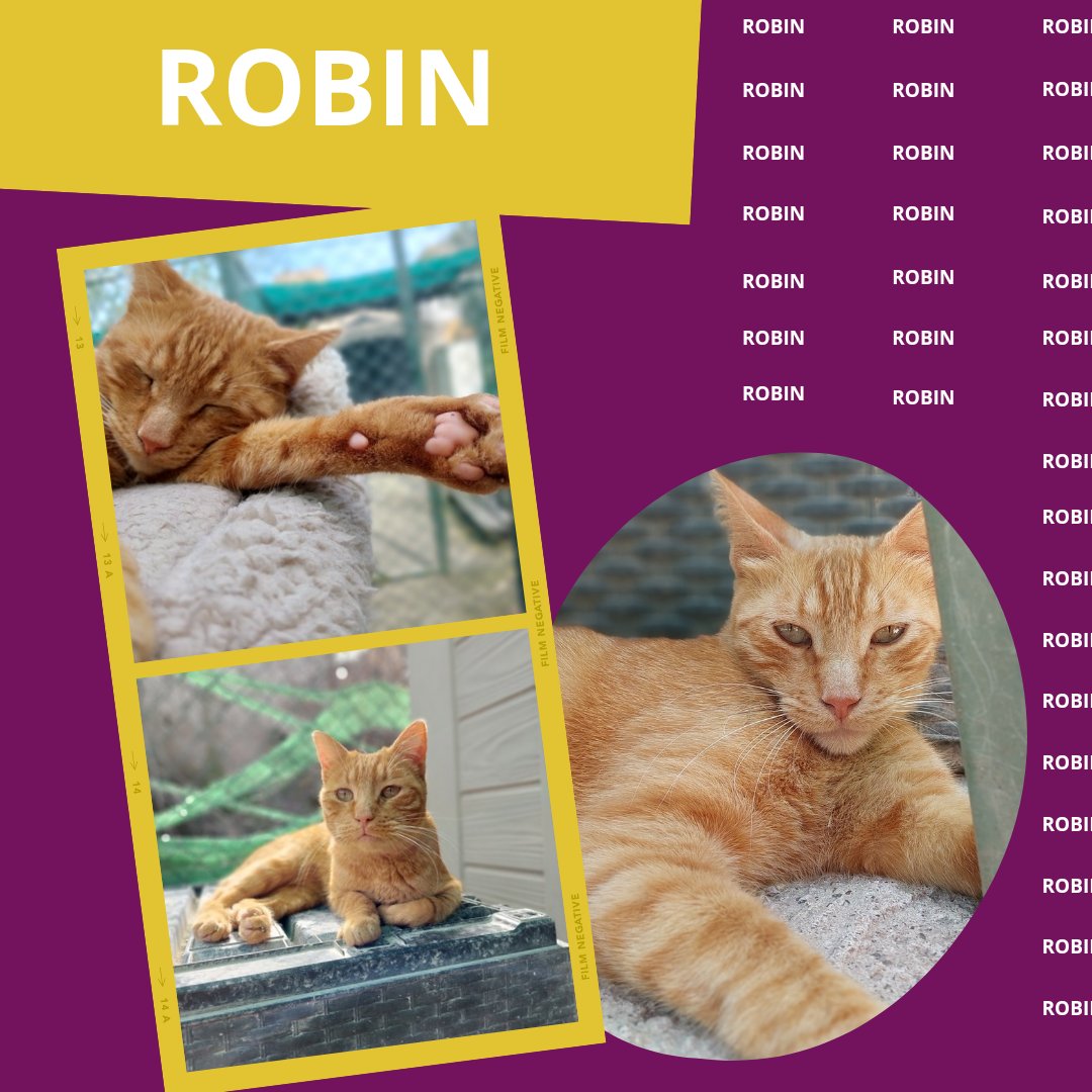 ROBIN (2021) Su espíritu juguetón y su amor por la vida nos recuerdan que todos merecen una segunda oportunidad. ¡Adopta a Robin y descubre la alegría de tener un amigo peludo en tu hogar! 🐾💖 

adopciones@defensafelina.org
apadrina@defensafelina.org 

teaming.net/asociaciondefe…
