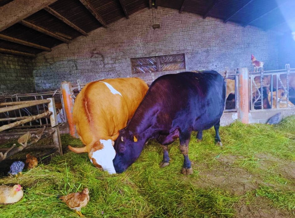 FrigorificosB's tweet photo. El bienestar animal, clave para una carne de calidad 
Cuando el animal está sano y libre de estrés, su carne no solo es más tierna y sabrosa, sino también más saludable. #BienestarAnimal #CarneDeCalidad #Sostenibilidad #CalidadDesdeElOrigen #CarneDeBandeira https://t.co/1sUqtNcxp2