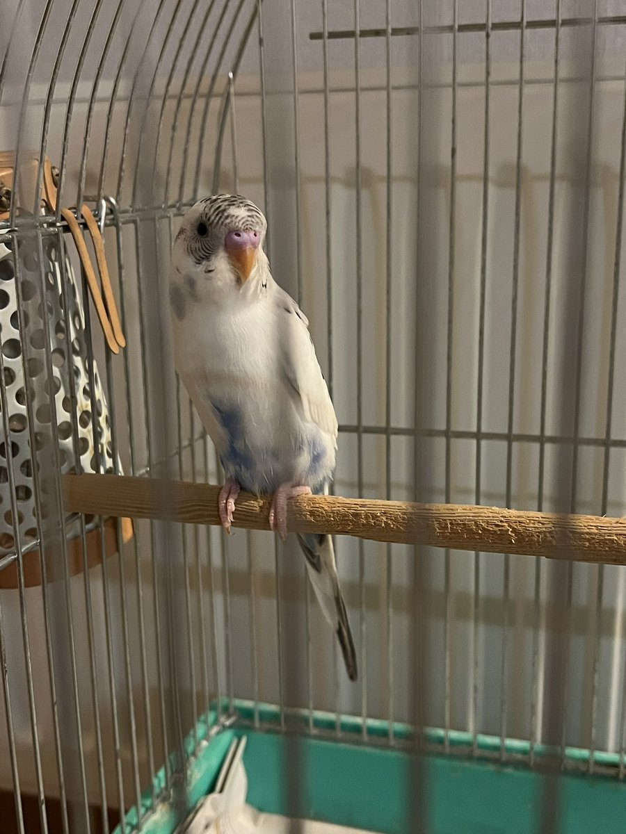Amano_kousuke's tweet photo. お久しぶりです😌
約1年半ぶりにまたセキセイインコちゃんをお迎えすることになりました☺️🤍
名前はアルちゃんです🦜🫧
性別は分からないですが11月生まれでまだ生まれたばかりみたいです😊
これからたくさんの思い出を作っていこうね~🥰
#セキセイインコ
#小鳥好きな人と繋がりたい https://t.co/GEjomlpg0u