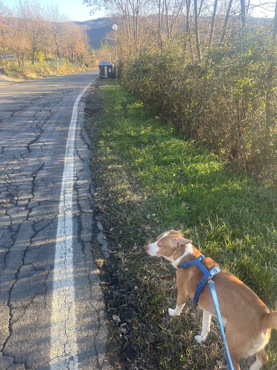 Luca Valdiserri tweet media