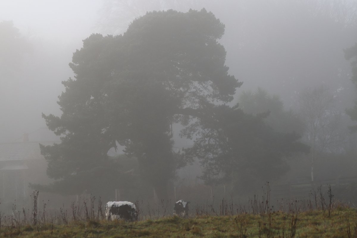 David Betts tweet media