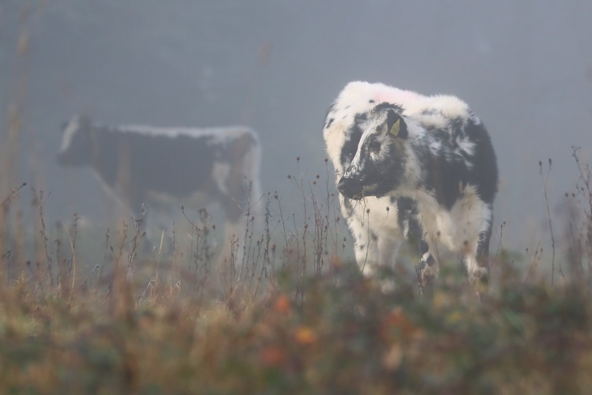 David Betts tweet media