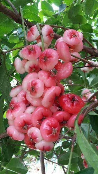Untamedpath's tweet photo. "Nature's candy, straight from the tree."
#roseapple, #javaapple, #waxapple, #tropicalfruit, #fruit, #nature, #fresh, #sweet, #juicy, and #delicious. https://t.co/maz4tBGyw5