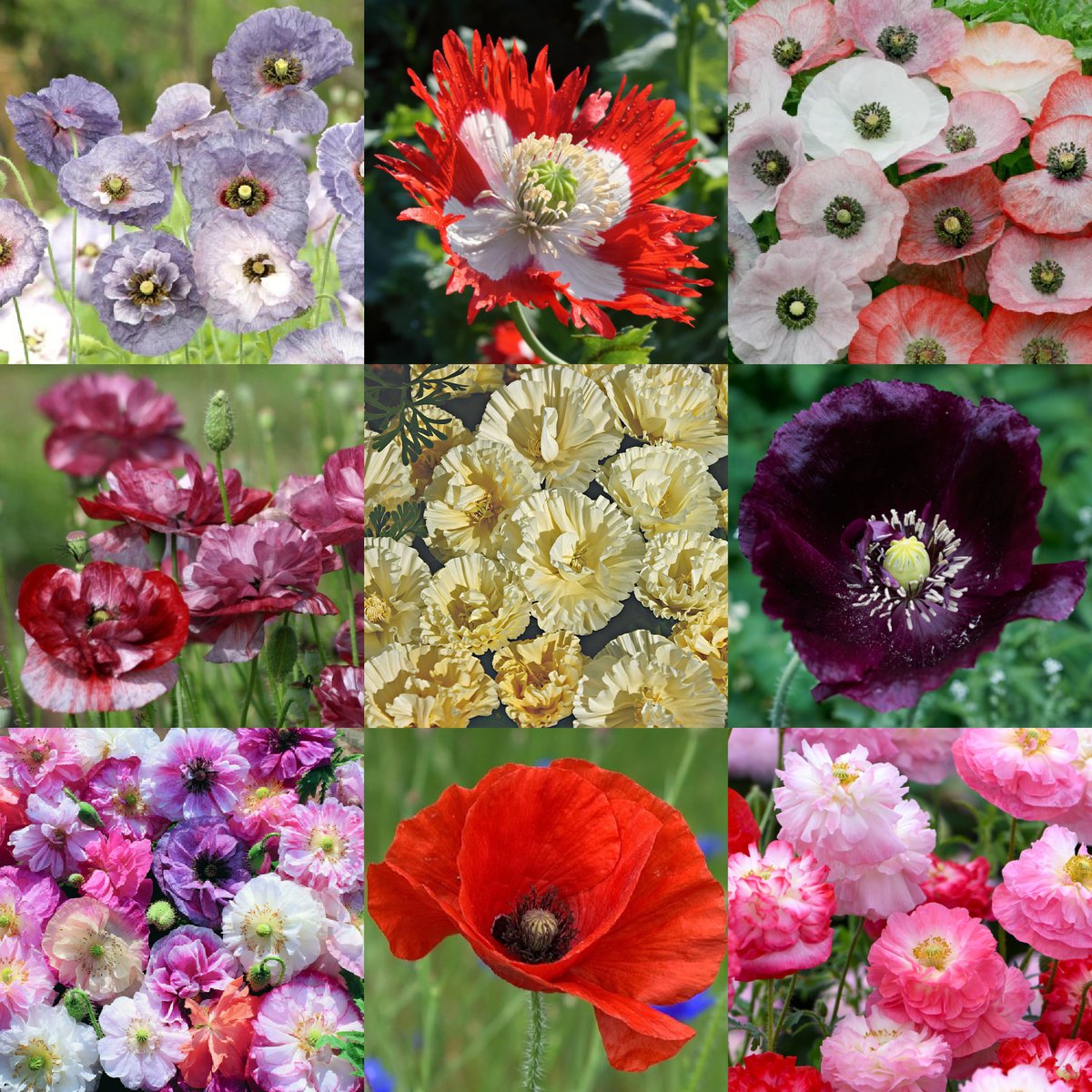 FeastsFromSeeds's tweet photo. It's time to sow Poppy seeds! Poppies are best direct-sown in late fall or winter, or early spring at the latest. They need the stratification that winter provides, and chilly temps to germinate in spring. https://t.co/OrfeVTIVsd #poppies #poppy #wintersowing #poppyseeds https://t.co/Gb4YWpwTSg